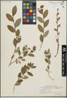 Foto von Salix hastata L. x Salix repens L.